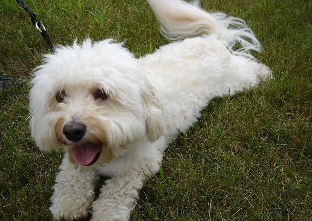 #7. Havanese